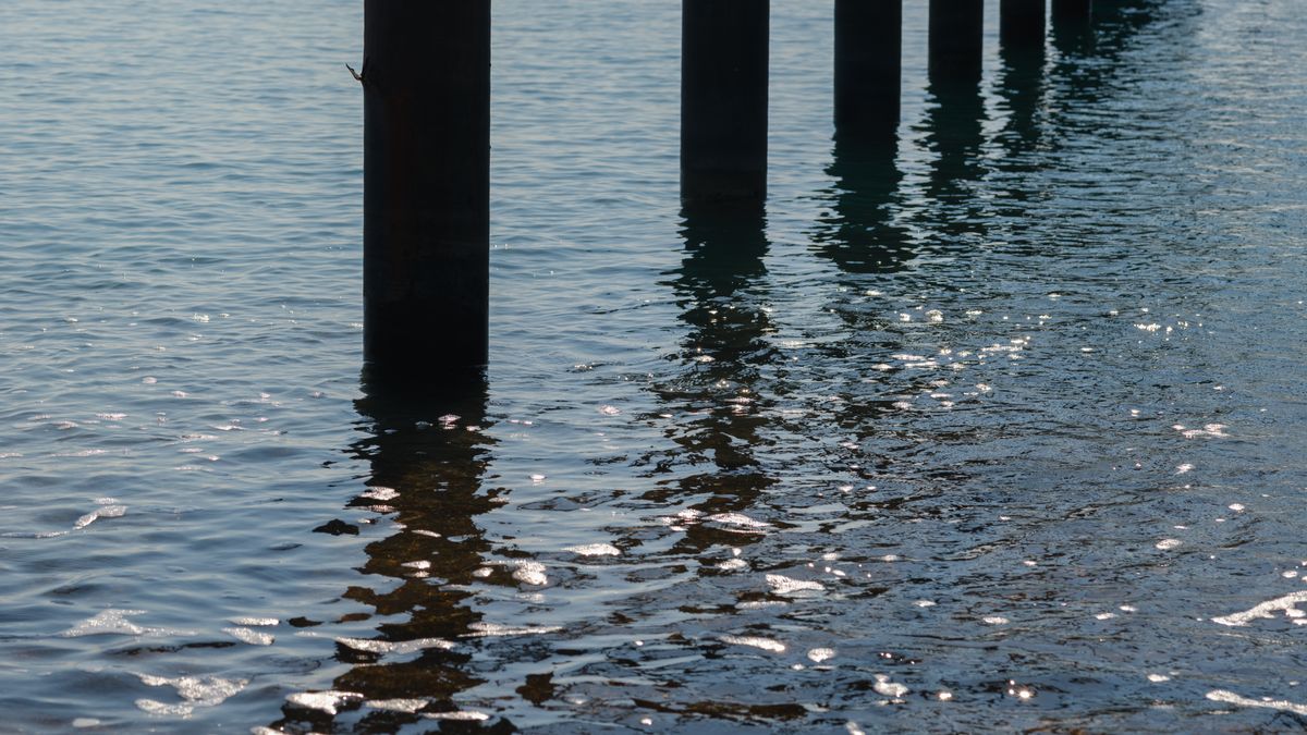 Identifying Common Shells on British Beaches